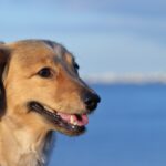 成犬でもトイレトレーニングをやり直せるの?