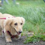 【マダニ・ヒゼンダニ】犬に悪影響を与えるダニの症状と対処法