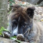 甲斐犬の赤ちゃん。仔犬から成長するまでの育て方について徹底解説!