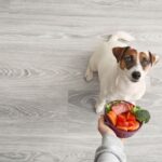 犬がアレルギーになりやすい食べ物とは? 対策や症状について解説!
