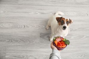 犬がアレルギーになりやすい食べ物とは? 対策や症状について解説!