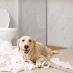 成犬にトイレトレーニングはできる？ 成功する3つのポイントをご紹介