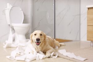 成犬にトイレトレーニングはできる? 成功する3つのポイントをご紹介