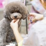 犬のトリミング料金の目安は? サロン選びの5つのポイントをご紹介
