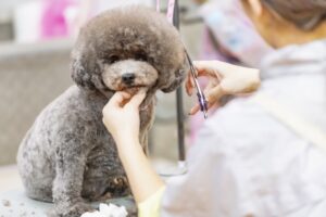 犬のトリミング料金の目安は? サロン選びの5つのポイントをご紹介