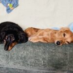 【マラセチア真菌】犬の耳にカビ!?原因や症状、対処方法