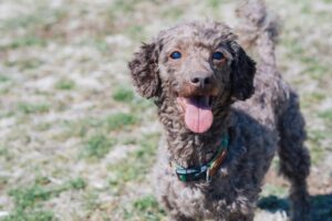 犬・猫へ面白い芸の教え方をご紹介