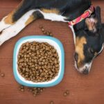 犬がわがままでドッグフードを食べてくれないときの対処方法はコレ!