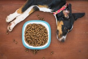 犬がわがままでドッグフードを食べてくれないときの対処方法はコレ!