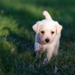 仔犬のトリミングはいつからできる? 費用は?