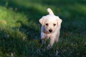 犬の赤ちゃんから子犬、成犬になるまでの過程としつけ方法
