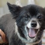 仔犬のトリミングはいつから? 準備や注意点も解説します