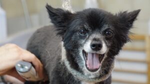 犬はトリミングサロンに行く必要ある? 費用やメリットをまとめて紹介