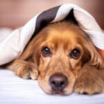 犬のアレルギーは日頃の食物が原因? アレルギーになりやすい食べ物について