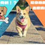 犬の骨折!? 応急処置は? 気になる治療費は?