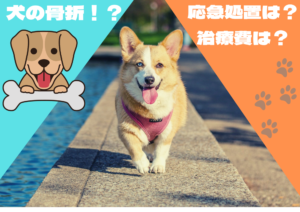 犬の骨折!? 応急処置は? 気になる治療費は?