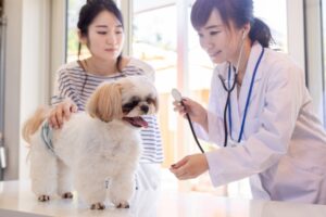 オス犬の去勢はしたほうがいい? メリット・デメリットについて