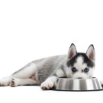 子犬の最適な餌の量は? 回数・与え方・選び方も徹底解説!