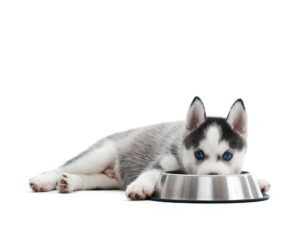 子犬の最適な餌の量は? 回数・与え方・選び方も徹底解説!
