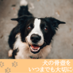 犬の骨壺をいつまでも大切に保管