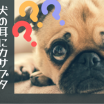 犬の耳にカサブタ それって大丈夫なの?