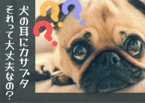 犬の耳にカサブタ それって大丈夫なの?