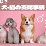 ご存知? 犬猫の交尾事情