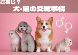 ご存知？ 犬猫の交尾事情