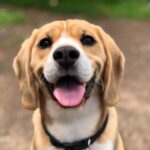 犬の避妊・去勢手術後に留守番をさせても大丈夫? 注意点をケア方法を紹介
