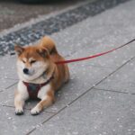 柴犬ならではのトイレのしつけ方3ステップ【準備は? 失敗した時は?】