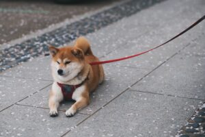 柴犬ならではのトイレのしつけ方3ステップ【準備は? 失敗した時は?】
