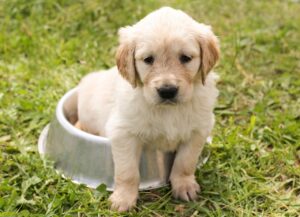 子犬がドッグフードを残すようになった!  原因と対策について解説