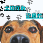 犬の耳の痒み徹底対策！原因・治療法・をまとめて紹介