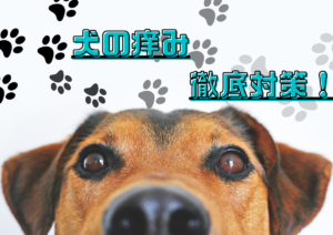 犬の耳の痒み徹底対策！原因・治療法・をまとめて紹介