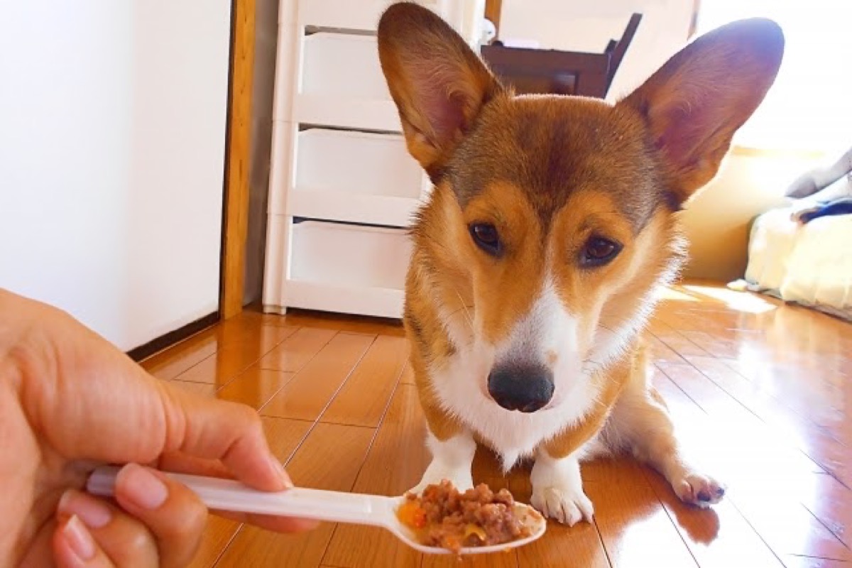 犬がご飯を食べてくれない？ 考えられる原因と食べさせ方の対処法