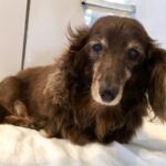 老犬がご飯を食べてくれない！？ 原因と対処方法