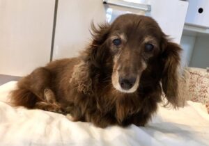 老犬がご飯を食べてくれない！？ 原因と対処方法