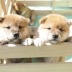 柴犬のトイレトレーニング3つの注意点 | 知っておきたい柴犬の習性