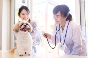 犬の避妊手術のデメリットとは? 手術あり・なしでのリスク3点を解説