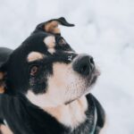 犬アレルギー・猫アレルギーの症状とは? 検査方法や反応を極力抑える方法