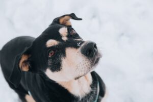 犬アレルギー・猫アレルギーの症状とは? 検査方法や反応を極力抑える方法