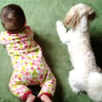 赤ちゃんと犬の同居でトラブルや事故を防止するための注意点などを解説！