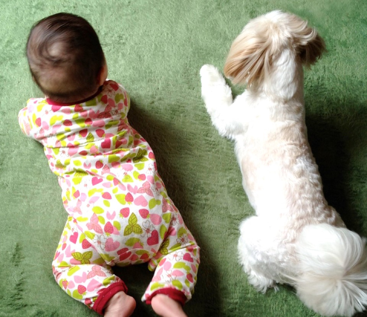 赤ちゃんと犬の同居でトラブルや事故を防止するための注意点などを解説！