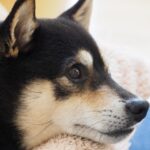 柴犬のお風呂のタイミングと頻度｜シャンプーの方法も解説