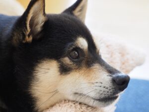 柴犬のお風呂のタイミングと頻度｜シャンプーの方法も解説