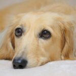 犬の避妊、去勢手術はしないほうがいい？ したほうがいい？