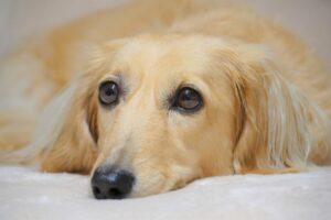 犬の避妊、去勢手術はしないほうがいい？ したほうがいい？