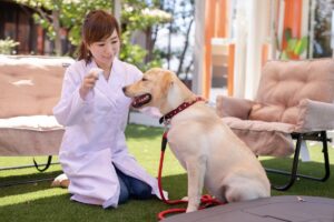 犬の去勢、避妊手術の違いは？ なぜ行うの？ メリット・デメリット