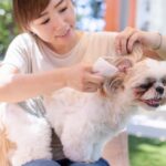 犬の耳かきが必要なのはどんな時？ 自宅でできる耳かきをご紹介