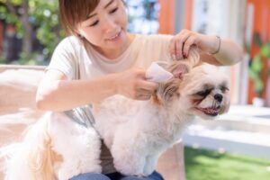 犬の耳掃除！正しいやり方とは？